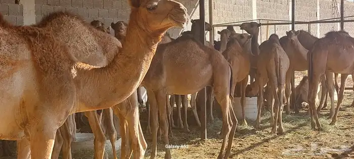 لديناء حواشي مرابي علئ شرط موقع ديراب 1