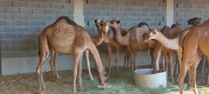 لديناء حواشي مرابي علئ شرط موقع ديراب 2