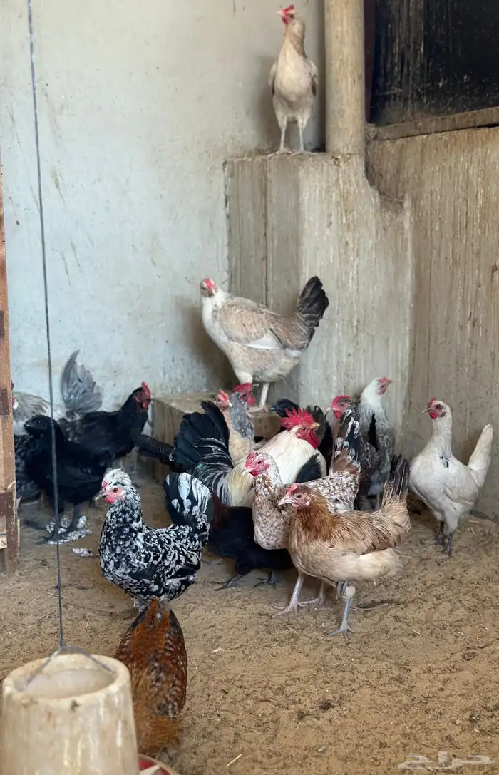 دجاج وديوك 0