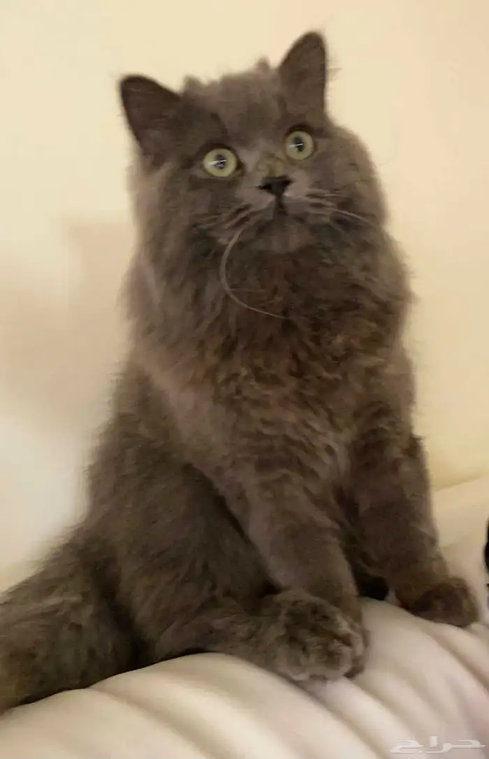 قط ذكر للتزواج مجانا 1