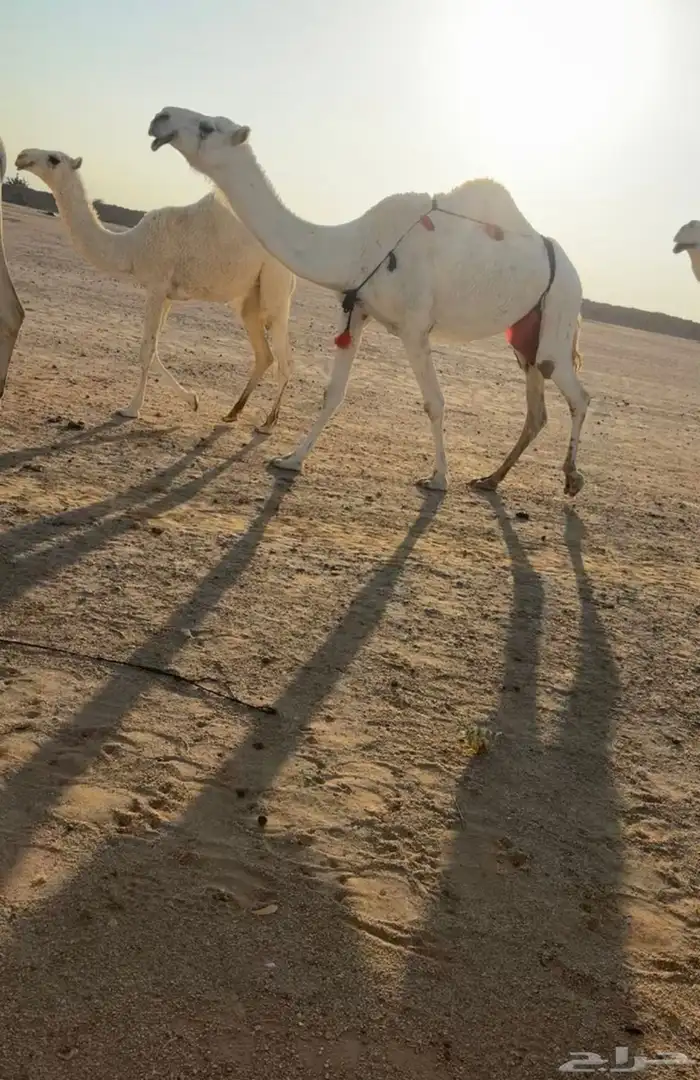 للبيع الضريبه الرمانيه الكفو 0