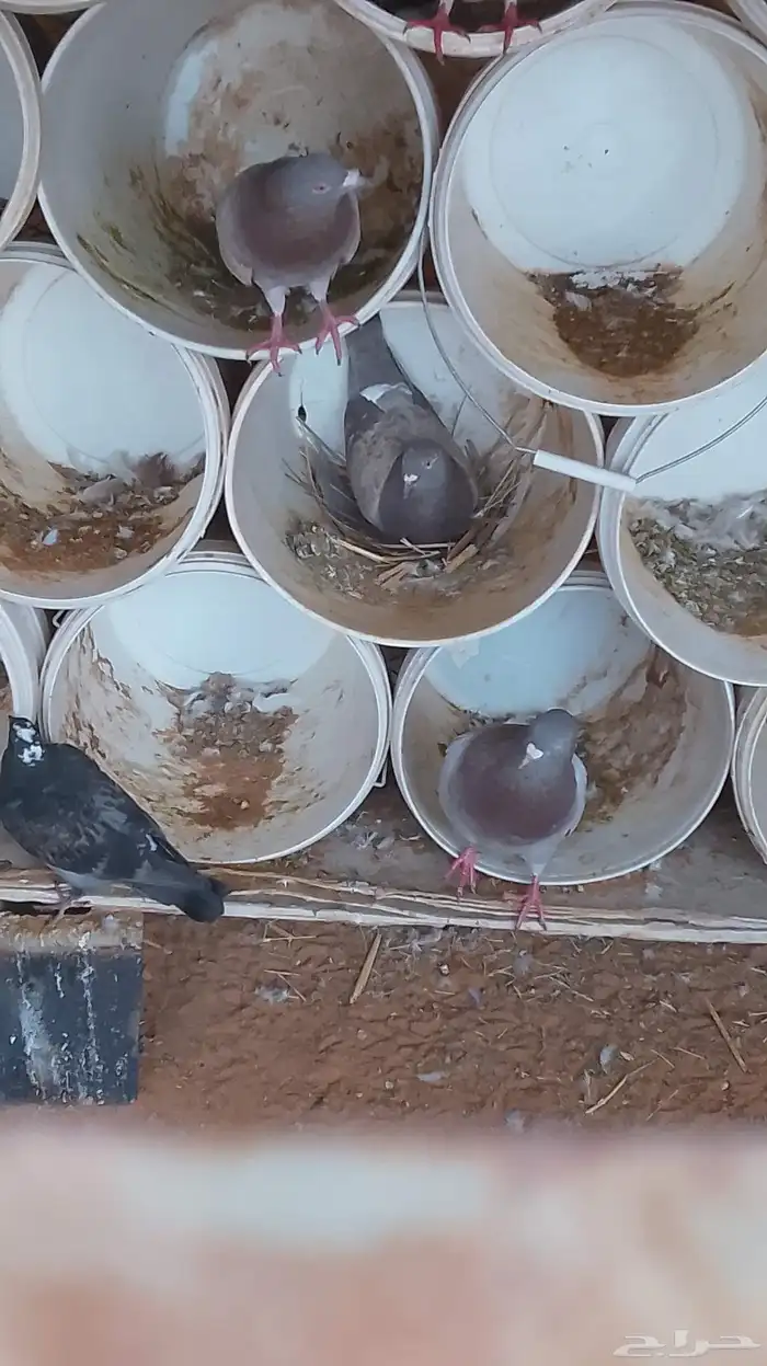 حمام فرنسي سلفر 3