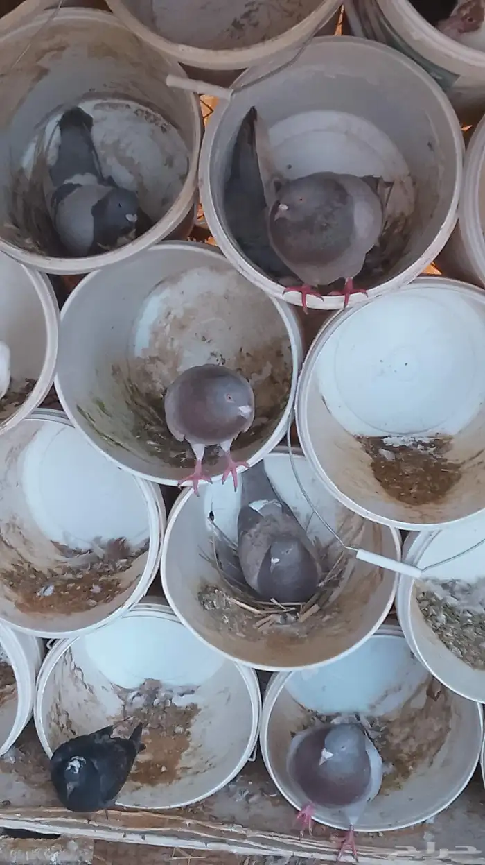 حمام فرنسي سلفر 1