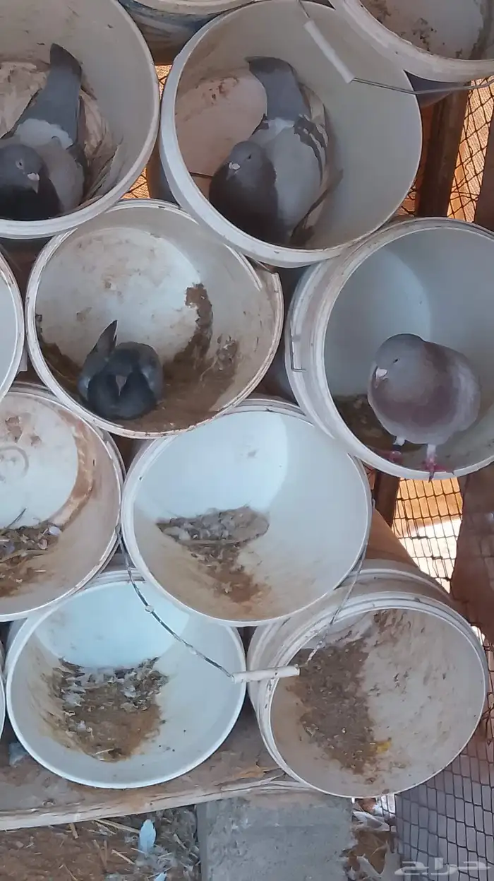 حمام فرنسي سلفر 2