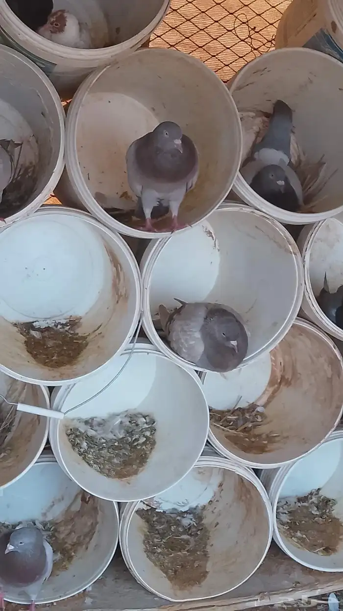 حمام فرنسي سلفر 0