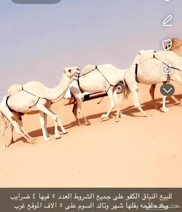 للبيع نياق 2