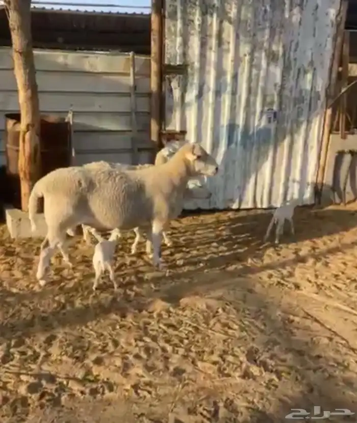 شياه دوربر وفحل 0