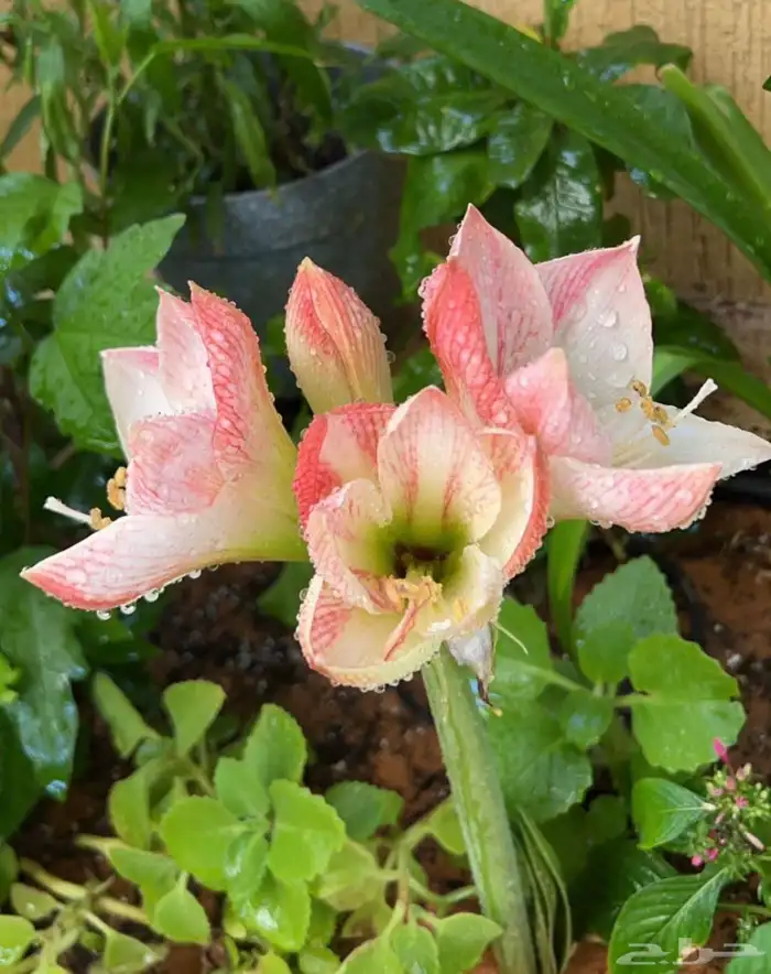 ورد بصيلات نمساوية 14