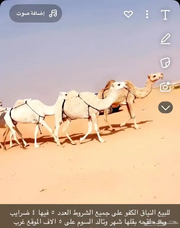 للبيع نياق 1