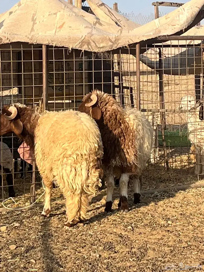 للبيع خرفان نعيم بريات 1