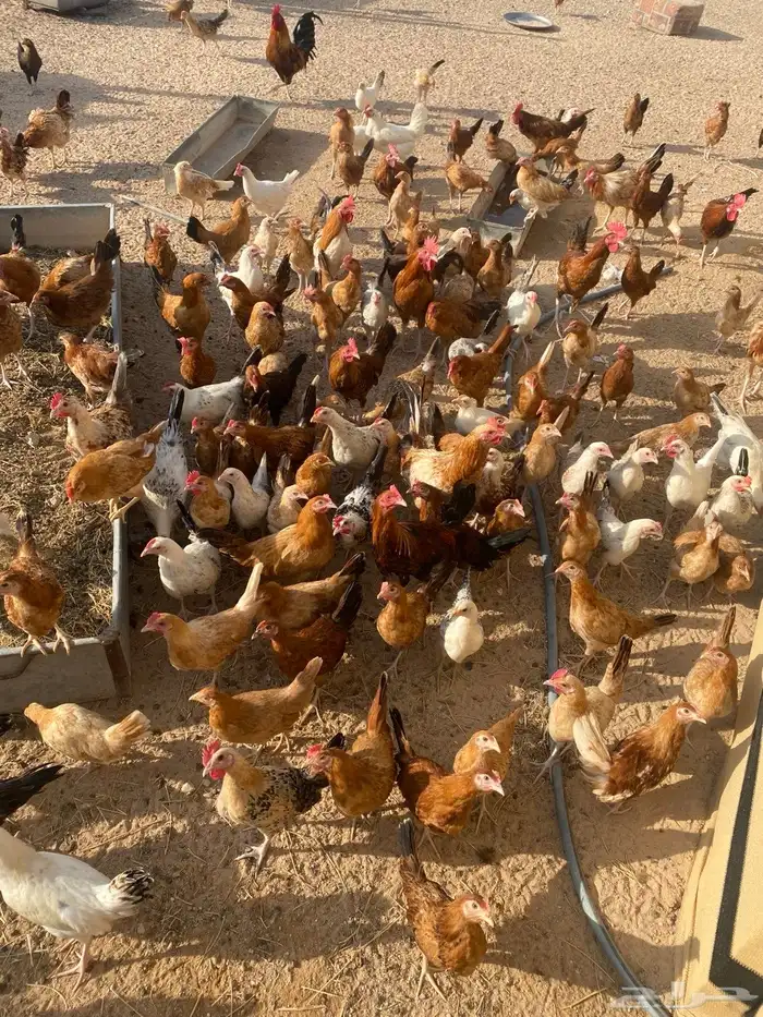 دجاج الابيض 0