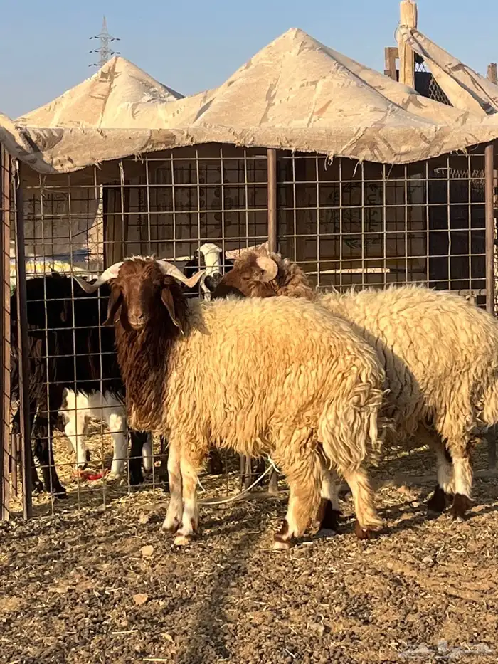 للبيع خرفان نعيم بريات 0