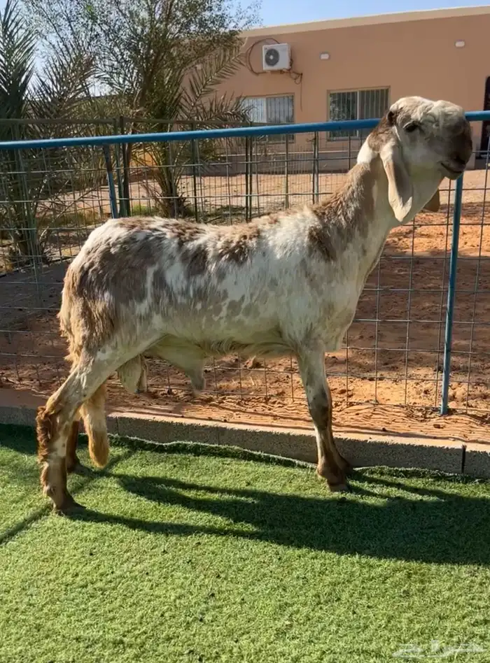 فحل ساكني درماني صنف نادر خصم تم البيع 0