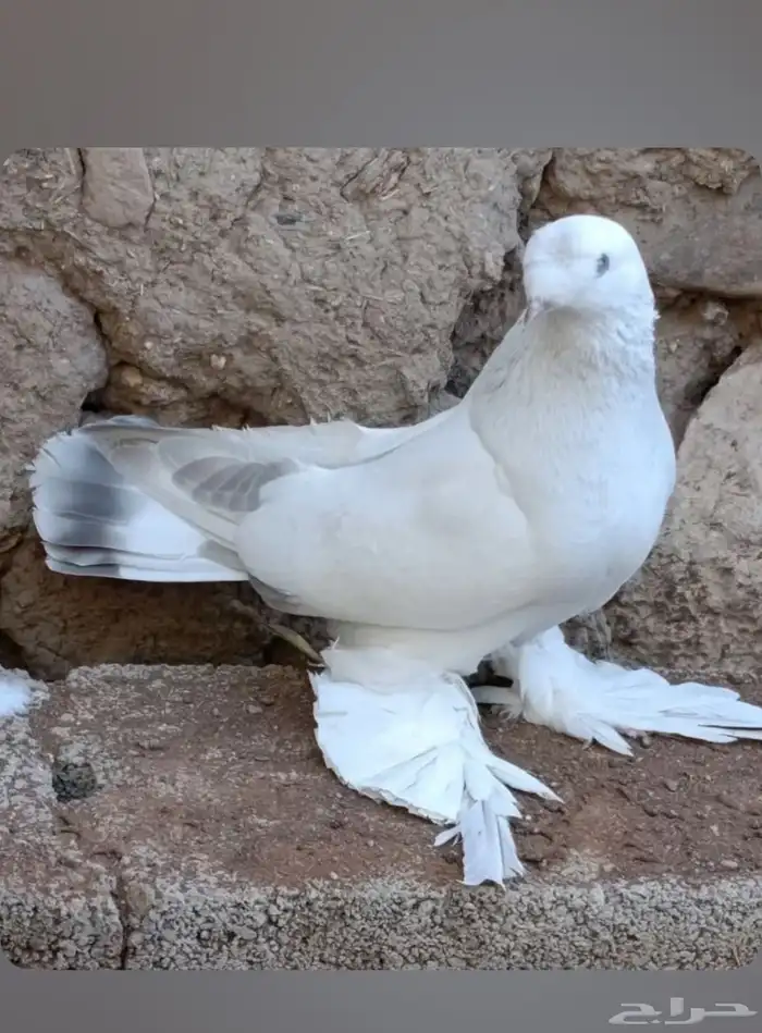 مطلوب حمام تركي سوري 0