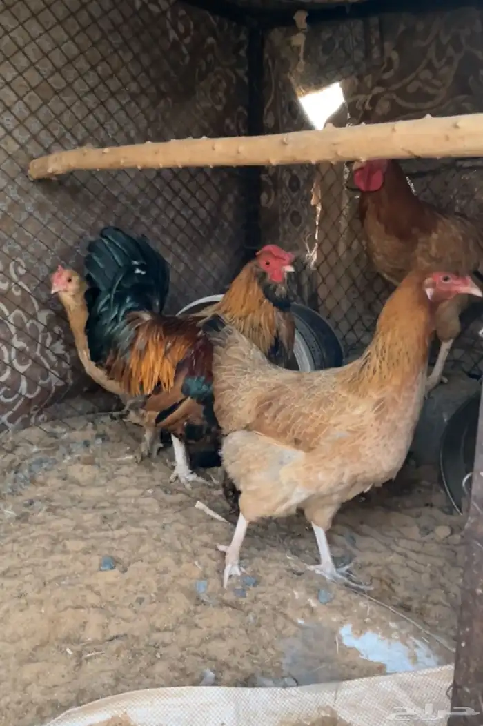 للبيع دجاجتين وديكين شرط القريع لايجي الصامل الموقع النبك 0