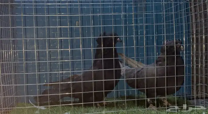 حمام مصري اجواز مستويات وأحجام تم البيع 0