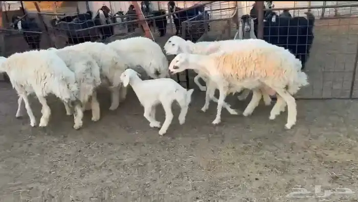 12 غنم حريات طيبات واشباب 4