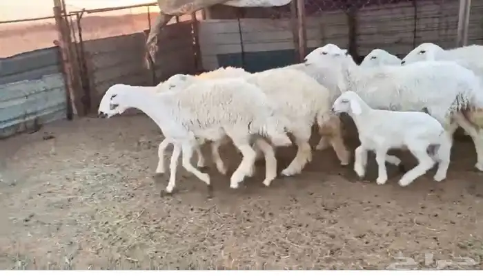 12 غنم حريات طيبات واشباب 8