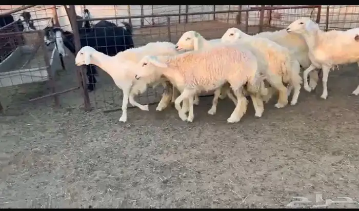 12 غنم حريات طيبات واشباب 6