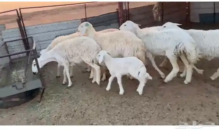 12 غنم حريات طيبات واشباب 5