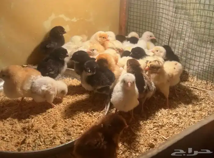 صوص بلدي العمر من يومين الى 10 ايام 1