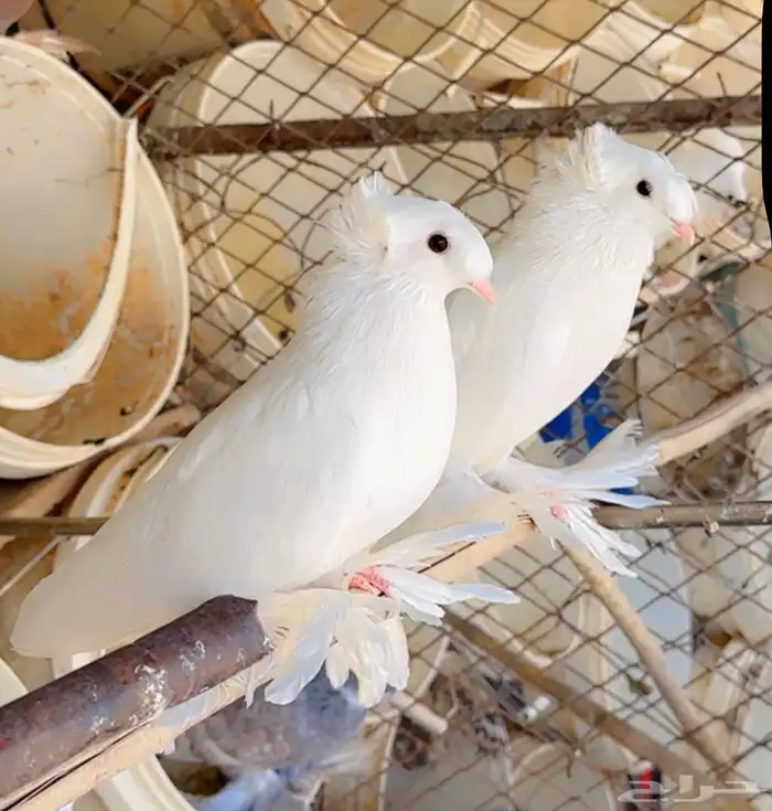 جوزين حمام نجفي 3