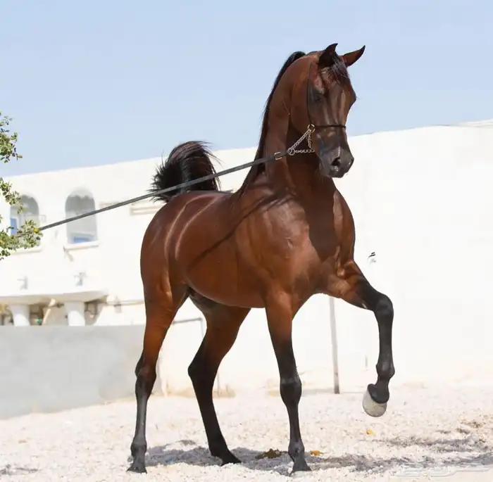 مهره واهو جمال للبيع 6