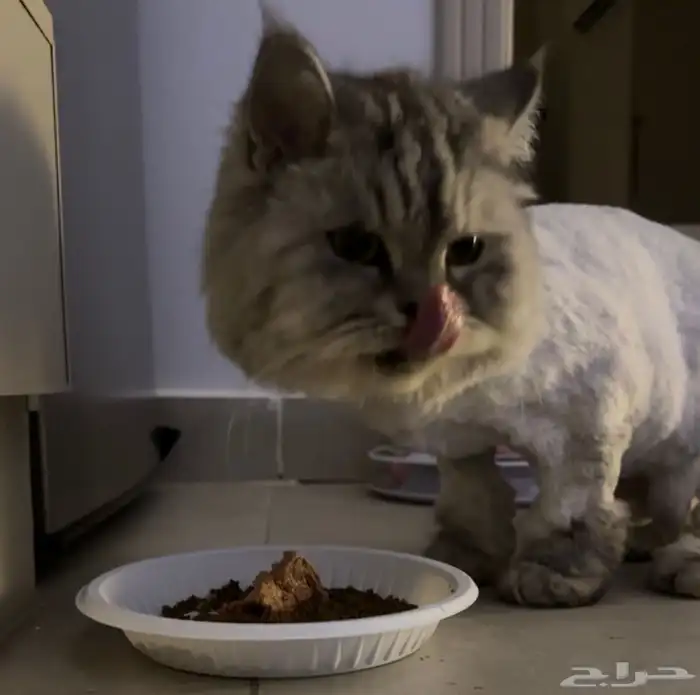 قطة شيرازيه للتبني 1