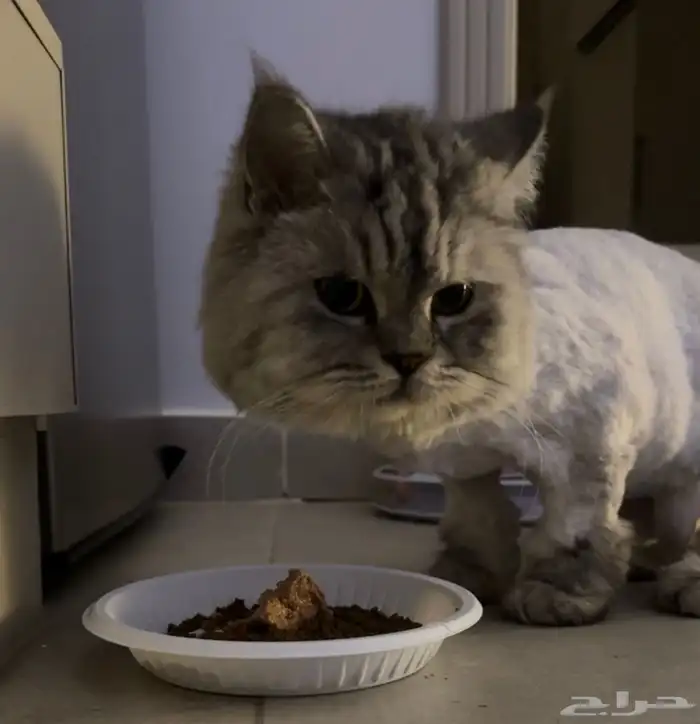 قطة شيرازيه للتبني 0