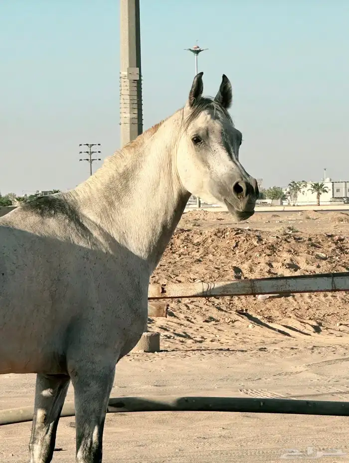 حصان مكس جمال تشبيه لوجه الله 0