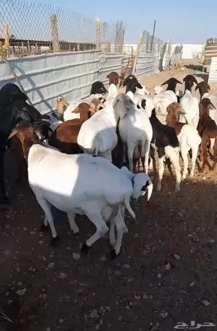 برابر - مهاجين متاويم كلها 0