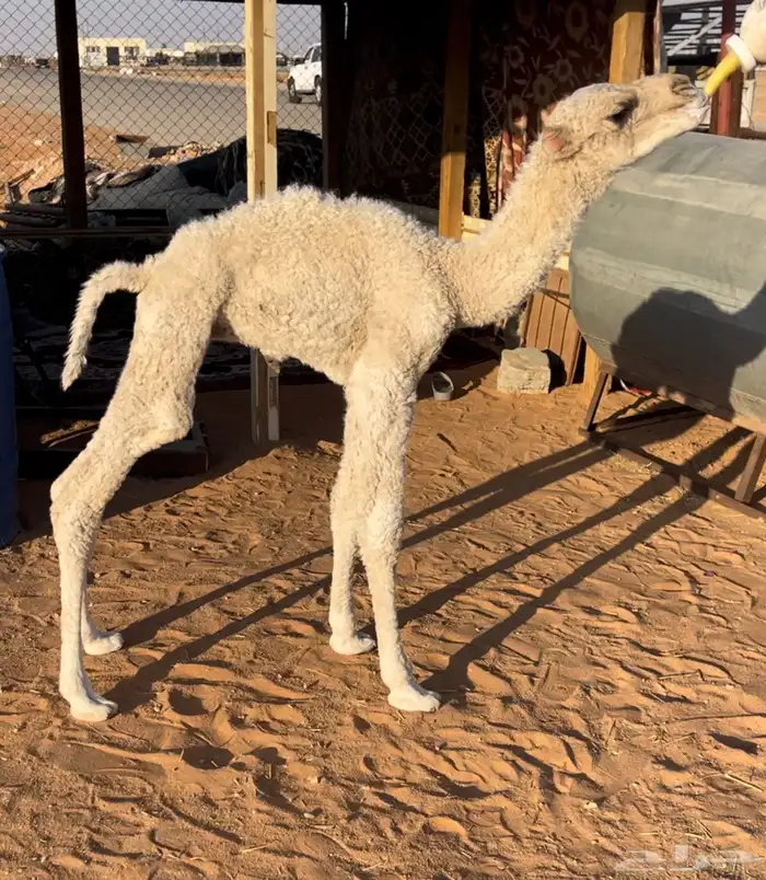 للبيع حوار ضيار 1