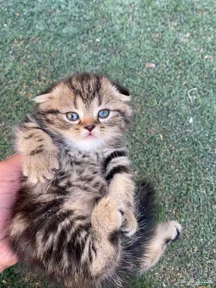 سكوتش فولد مطعمين مدربين للبيع ولايوجد تبني 33