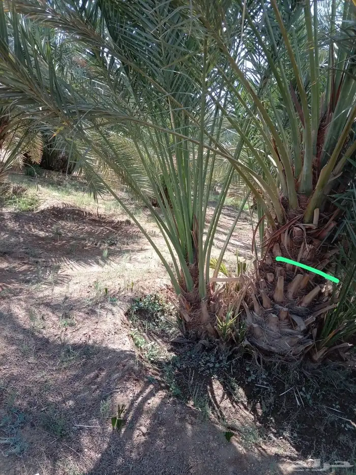 جميع أنواع النخيل 1