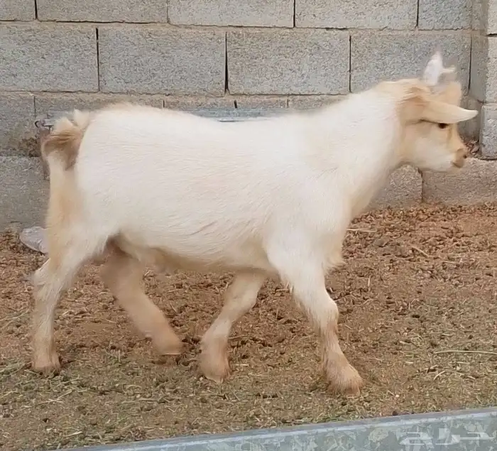 ماعز قزم 5