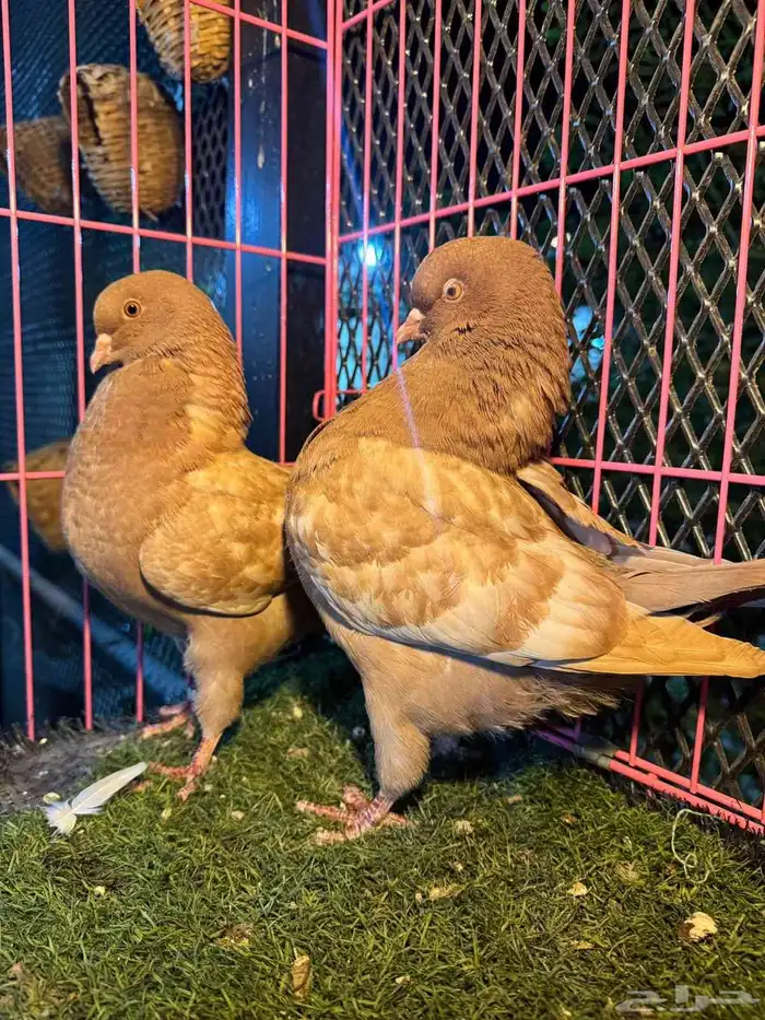 الموضوع   جوز مودينا العدد   4 3