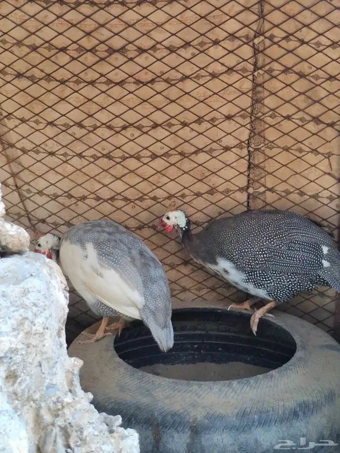 للبيع دجاج حبشي 1