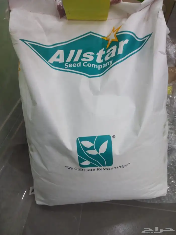 بذور برسيم امريكي للبيع الخفجي 1