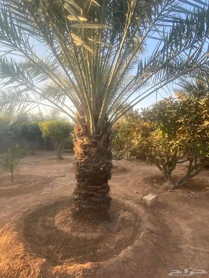 نخل انواع ممتازه حائل 1