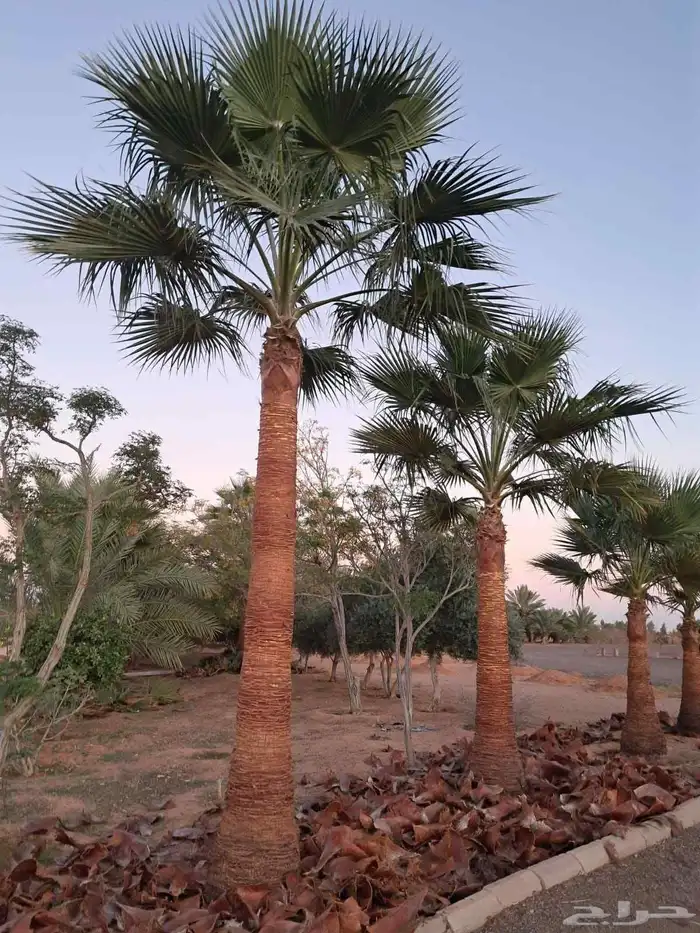 نخل انواع ممتازه حائل 5