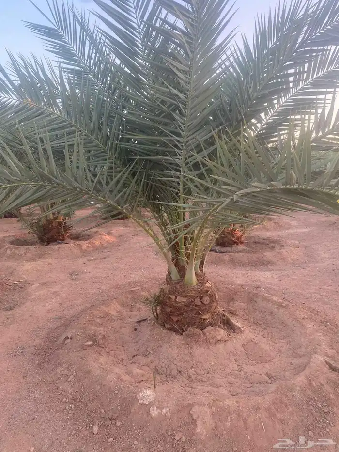 نخل انواع ممتازه حائل 6