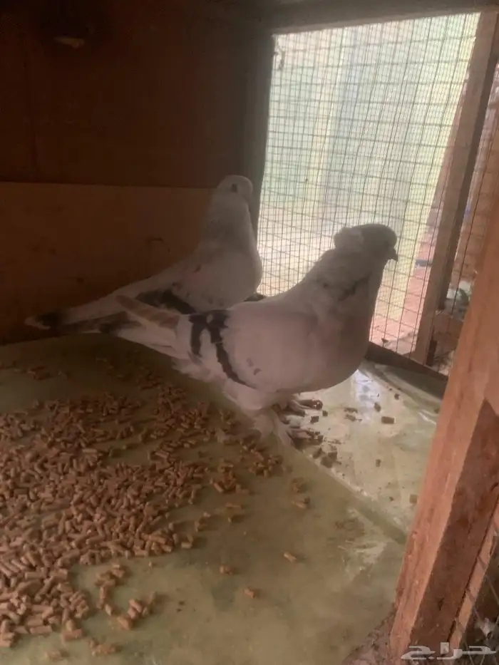 زوجين تركي صفاق دم صافي منتجه شرط 3