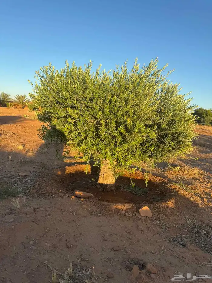 شجرة الزيتون 5