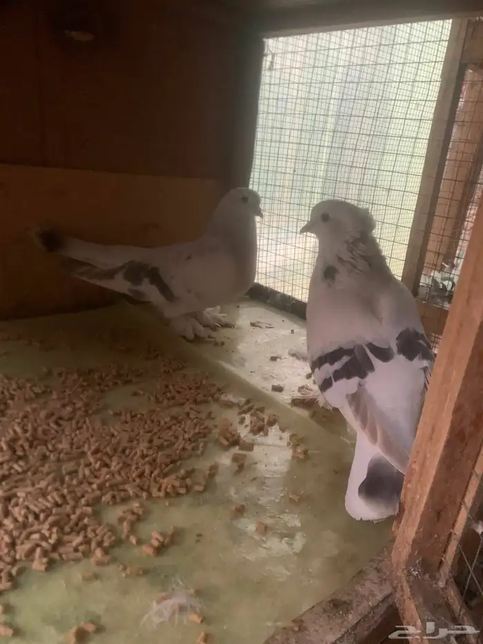 زوجين تركي صفاق دم صافي منتجه شرط 0