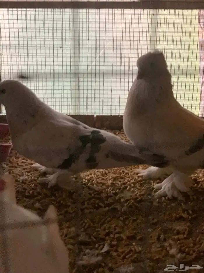 زوجين تركي صفاق دم صافي منتجه شرط 1