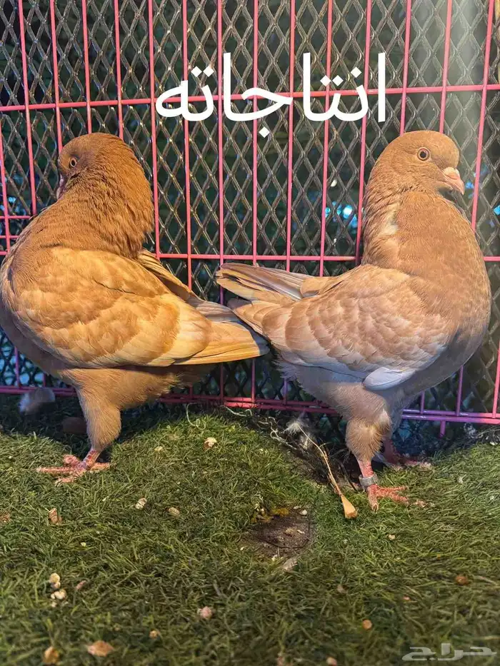 الموضوع   جوز مودينا العدد   4 2