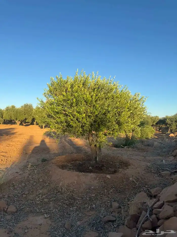 شجرة الزيتون 2