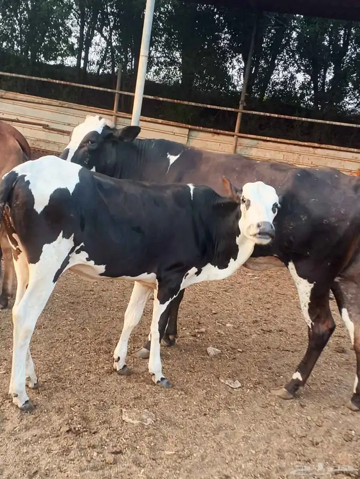 للبيع بقرات جاموس عددها ثنتين نوع فاخر 0