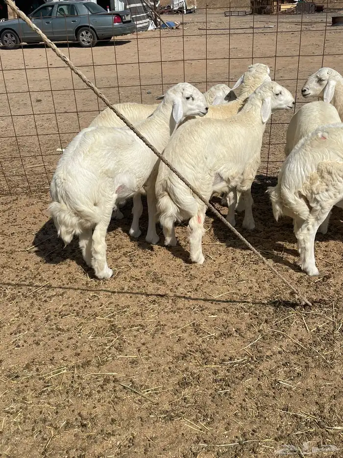 ذبايح التميز غنم حري في جده وفيه توصيل 14