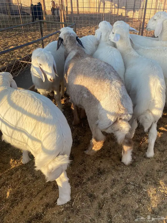 للبيع بهم حري 3